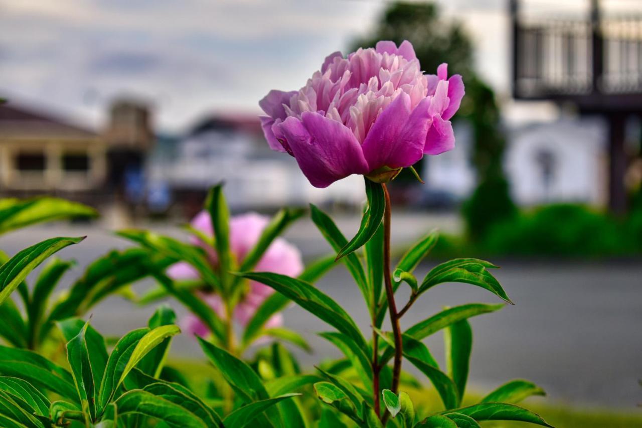 Motel Au Vieux Frontenac Thetford Mines Luaran gambar
